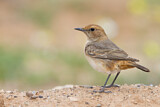 Image. Red-rumped Wheatear