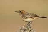 Image. Red-rumped Wheatear