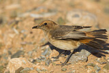 Image. Red-rumped Wheatear