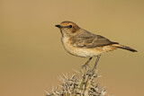 Image. Red-rumped Wheatear