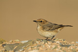 Image. Red-rumped Wheatear