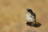Image. Red-rumped Wheatear