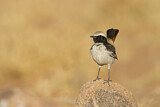Image. Red-rumped Wheatear