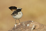 Image. Red-rumped Wheatear