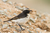 Image. Red-rumped Wheatear