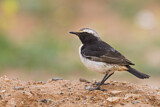 Image. Red-rumped Wheatear