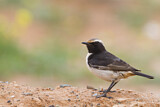 Image. Red-rumped Wheatear