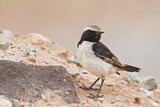 Image. Red-rumped Wheatear