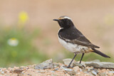 Image. Red-rumped Wheatear