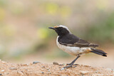 Image. Red-rumped Wheatear