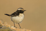 Image. Red-rumped Wheatear