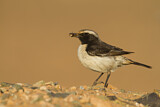 Image. Red-rumped Wheatear