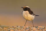 Image. Red-rumped Wheatear