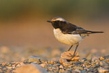 Image. Red-rumped Wheatear