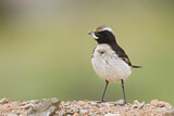 Image. Red-rumped Wheatear