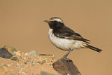 Image. Red-rumped Wheatear