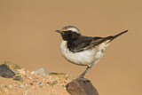 Image. Red-rumped Wheatear