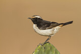 Image. Red-rumped Wheatear