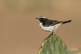Image. Red-rumped Wheatear