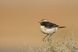 Image. Red-rumped Wheatear