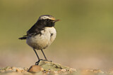 Image. Red-rumped Wheatear