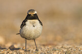 Image. Red-rumped Wheatear