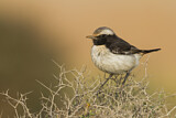 Image. Red-rumped Wheatear