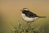 Image. Red-rumped Wheatear
