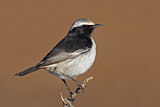 Image. Red-rumped Wheatear