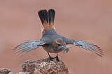Image. Red-rumped Wheatear