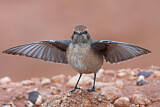 Image. Red-rumped Wheatear