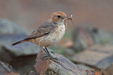 Image. Red-rumped Wheatear