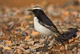 Image. Red-rumped Wheatear
