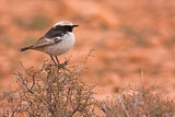 Image. Red-rumped Wheatear