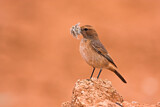 Image. Red-rumped Wheatear