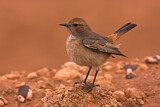 Image. Red-rumped Wheatear