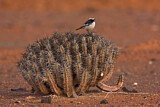 Image. Red-rumped Wheatear