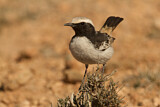 Image. Red-rumped Wheatear