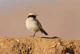 Image. Red-rumped Wheatear