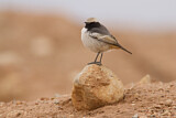 Image. Red-rumped Wheatear