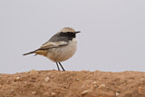 Image. Red-rumped Wheatear