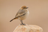 Image. Red-rumped Wheatear