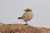 Image. Red-rumped Wheatear