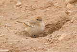 Image. Red-rumped Wheatear