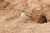 Image. Red-rumped Wheatear