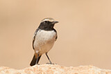 Image. Red-rumped Wheatear