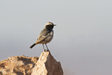 Image. Red-rumped Wheatear