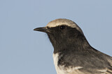 Image. Red-rumped Wheatear
