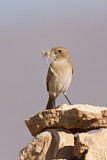 Image. Red-rumped Wheatear