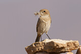 Image. Red-rumped Wheatear
